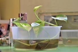 The best water to keep your betta fish in is water from the tap that has been treated with a dechlorinatior. What Types Of Plants Do Betta Fish Like Ideas For A Fish Bowl With Plant On Top