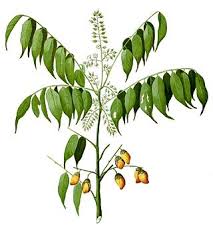 Image result for Connaraceae