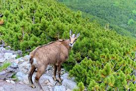 RÃ©sultat de recherche d'images pour "image nature paysage en direct gratuit"