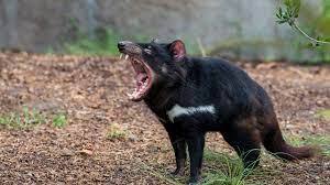 Tasmanian devils are carnivorous marsupials, or mammals that have a pouch where they carry their young. Tasmanian Devil San Diego Zoo Animals Plants