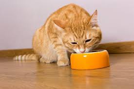 How does the doctor know i have kidney cancer? Nutrition Cancer Do S And Don Ts Animal Cancer Foundation