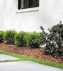 The dutch first brought boxwood to america from amsterdam in 1653 and grew it near what is now long island, new york. Choosing The Right Boxwood Shrub For Your Landscaping Plank And Pillow