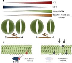 What is the role of guard cells? Redox Proteomics Of Stomatal Immunity Reveals Role Of A Lipid Transfer Protein In Plant Defense Biorxiv