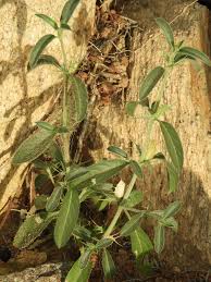 Image result for Anthericopsis sepalosa