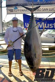 Mar 15, 2021 · how much is a 600 lb yellowfin tuna worth? 427 Pound Yellowfin Tuna The Scale Used To Weigh The 427 Pound Yellowfin Caught In Cabo Has Been Certified Tuna Fishing Bass Fishing Saltwater Fishing Lures
