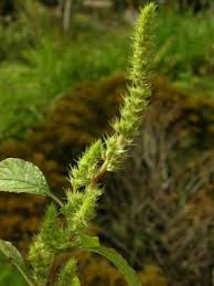 Image result for Amaranthus hybridus