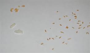 Cat Worms Look Like Images Nomor Siapa