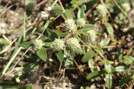 Image result for Gomphrena celosioides