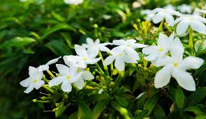 The fragrant white flower trademarks the jasmine plant. Jasmine Care How To Plant Grow And Care For Jasmine Flowers Gilmour