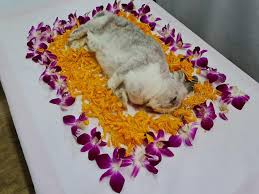 What to say when a pet dies. S Pore Cat Welfare Volunteers Find Dead Bunny In Trash Give It Proper Funeral With Flowers Mothership Sg News From Singapore Asia And Around The World