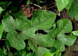 Image result for Ampelocissus obtusata