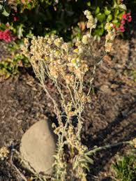 Image result for Pseudognaphalium oligandrum