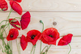 Screensavers with flowers will create a special atmosphere and brighten the monitor, when it is idle. Screensaver Flowers Pictures Wallpaper Collection