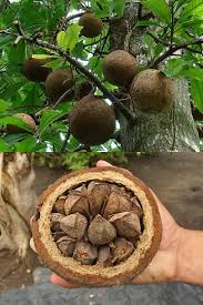 Since dietary selenium, including brazil nuts, have been associated with protection against tumor development in laboratory animal studies, it was of interest to determine the selenium content of the. Link Of The Month