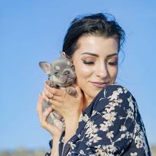 Blue brindles carry the double dilute genes (one copy from each parent) which dilute the characteristic. The Very First Lilac And Tan French Bulldog I Ever Produced Dna At At Or At A Dd Bb Kyk Nn She Is Fu Bulldog Puppies Pitbull Puppies French Bulldog Puppies