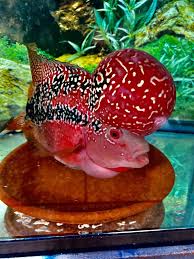 Pin On Flowerhorn Louhan