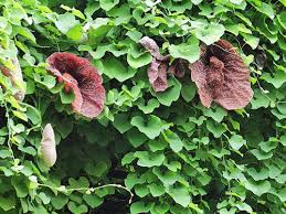 Image result for Aristolochia heppii