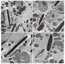 Image result for Turraea fischeri