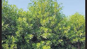 Image result for Conocarpus