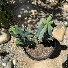 Image result for Myrtillocactus geometrizans