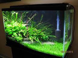 29 Gal Low Tech Tropical Fish Aquarium Aquarium Fish Betta Fish Tank