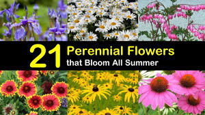 Perennial flowering shrubs that bloom all summer. 21 Perennial Flowers That Bloom All Summer Even From Spring To Fall