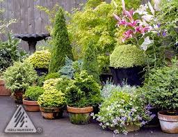 The camelia or camelia japonica is almost synonymous with the cold winter season. Plants Add Life To Winter Gardens Guest Post By Teresa O Connor Of Seasonal Wisdom