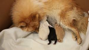 Our mission (and passion) is to help get homeless pets out of the shelters and into loving homes. Newborn Pomeranian Puppies Being Cleaned Stock Video Pond5