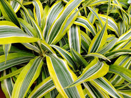 Image result for dracaena