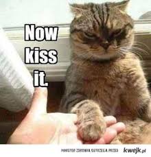 Na Kwejk Pl Znajdziesz Najsmieszniejsze I Najciekawsze Materialy Z Internetu Codziennie Dostarczamy Spora Cute Funny Animals Funny Animals Funny Cat Pictures