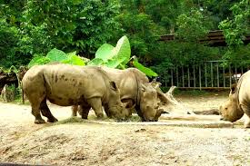 Selama berada di sini sempatkan untuk bersantai sejenak di resto keluarga dan kafe. Pengalaman Ke Zoo Taiping
