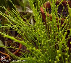Image result for Psilotum nudum