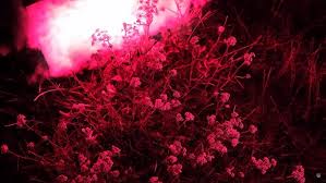 Image result for Teclea