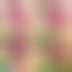 Image result for Bartholin's gland abscess