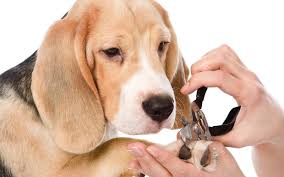 Outlet mobile pet grooming is a great, convenient choice for your pet's overall grooming needs with personalized service and highly qualified stylists. The Stress Free Ways To Trim Your Dog S Nails Video Wiki Pets Dog Grooming Dog Grooming Tips Dog Nails