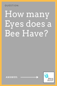 Pixie dust, magic mirrors, and genies are all considered forms of cheating and will disqualify your score on this test! How Many Eyes Does A Bee Have Science Trivia Science Facts Bee