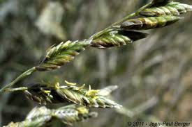 Image result for Coelachyrum