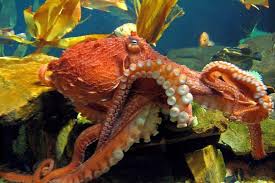 Skolko Serdec U Osminoga Pravilnyj Otvet Iz Glubin Okeana Smotri Bolshe Http Kot Pes Com Skolko Serdec U O Deep Sea Creatures Octopus Art Marine Animals