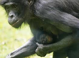 Kids', toddler, & baby clothes with bonobo designs sold by independent artists. Koln Bonobo Baby Im Zoo Geboren