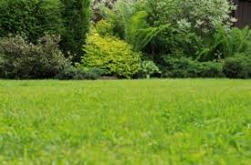 Why is lawn care important? Organic Lawn Care Services Lawn Service Washington Tree