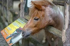 We did not find results for: Zoo Negara Malaysia Malaysia National Zoo Tickets From Rm 18