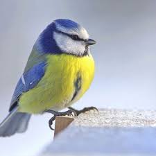 les oiseaux du jardin les accueillir les reconnaitre et les proteger oiseaux des jardins oiseaux mesange bleue