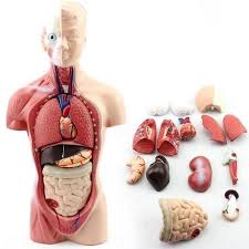 Anatomical overlays with internal organs. 28cm Human Torso Body Model Anatomy Anatomical Heart Brain Skeleton Medical Internal Organs Teaching Learning Supplies Hot Discount 7614 Cicig
