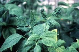 Three mosaic viruses infect beans: Virus Diseases Of Snap And Dry Beans