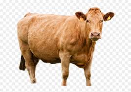 Diposting oleh rwa® di 18.20. Kupon Pembagian Daging Kurban Hd Png Download Vhv