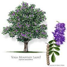 It can live in climates as cold as zone 2, so it is a great choice for a landscape accent in cold regions. Texas Mountain Laurel Texas Mountain Laurel Small Backyard Gardens Backyard Garden Landscape