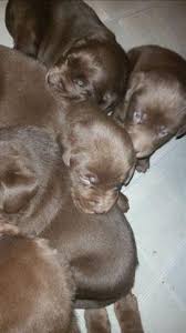 Goldendoodle puppies for sale in pa. Silver Labrador Puppies For Sale Pennsylvania