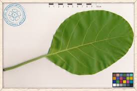Image result for Terminalia bellirica