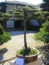 Highly colonized by arbuscular mycorrhizal fungi and. Bonsais Hechos Con Arboles Nativos De La Argentina E En Taringa