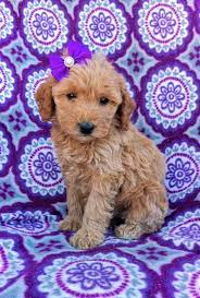 Pin By Riley Draddy On Animals Goldendoodle Puppy For Sale Goldendoodle Puppy Mini Goldendoodle Puppies